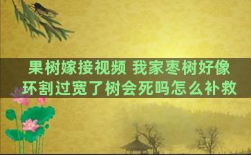 果树嫁接视频 我家枣树好像环割过宽了树会死吗怎么补救